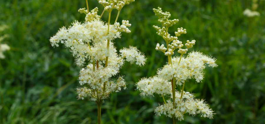 Mädesüß in der Natur