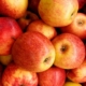 Frische Äpfel