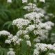 Der Baldrian (Valeriana officinalis)