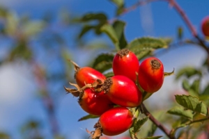 Hagebutte im Herbst