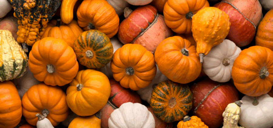 Viele bunte Kürbisse