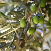 Olivenbaum mit Oliven