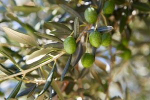 Olivenbaum mit Oliven