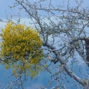 Die Mistel am Baum