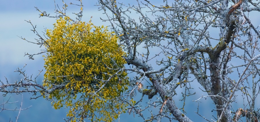 Die Mistel am Baum