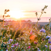 Heublumen Sommerwiese