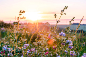 Heublumen Sommerwiese