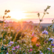 Heublumen Sommerwiese
