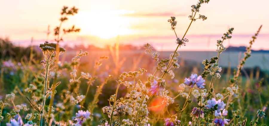 Heublumen Sommerwiese